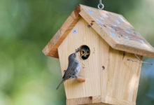 Фото - Из чего и как сделать скворечник правильно: 5 способов изготовления домика для птиц