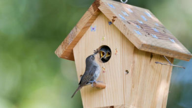 Фото - Из чего и как сделать скворечник правильно: 5 способов изготовления домика для птиц