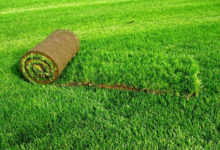 Фото - Рулонная трава для газона: виды, сорта и их особенности, укладка и уход, фото и видео