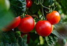 Фото - Чем и как подкормить помидоры: 16 лучших удобрений