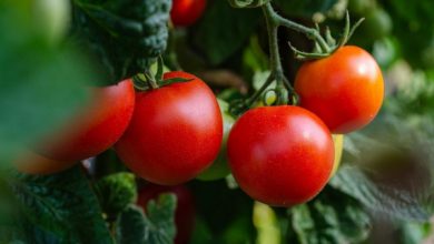 Фото - Чем и как подкормить помидоры: 16 лучших удобрений